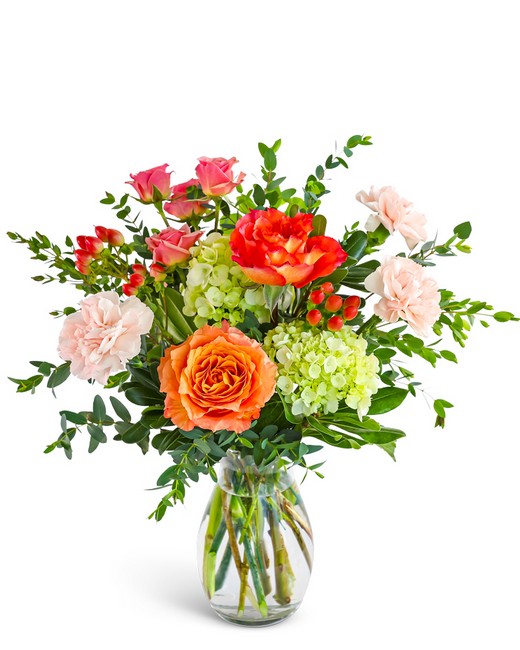 Fresh Apricot Fresh Apricot