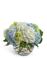 Modern Hydrangea from Brennan's Florist and Fine Gifts in Jersey City Modern Hydrangea from Brennan's Florist and Fine Gifts in Jersey City