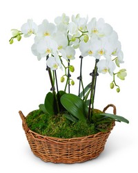 Serenity Orchid Plant from Brennan's Florist and Fine Gifts in Jersey City